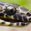 030 Reptilia Squamata Colubridae Serpent 34 Hormonotus modestus 9E5K2IMG_53186wtmk.jpg