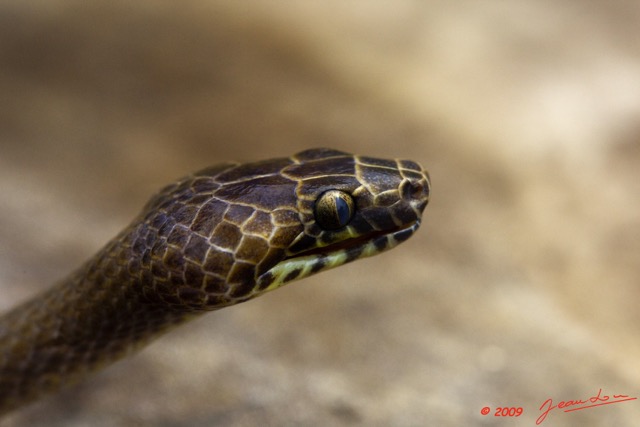 033 Reptilia Squamata Colubridae Serpent 34 Hormonotus modestus 9E5K2IMG_53222wtmk.jpg