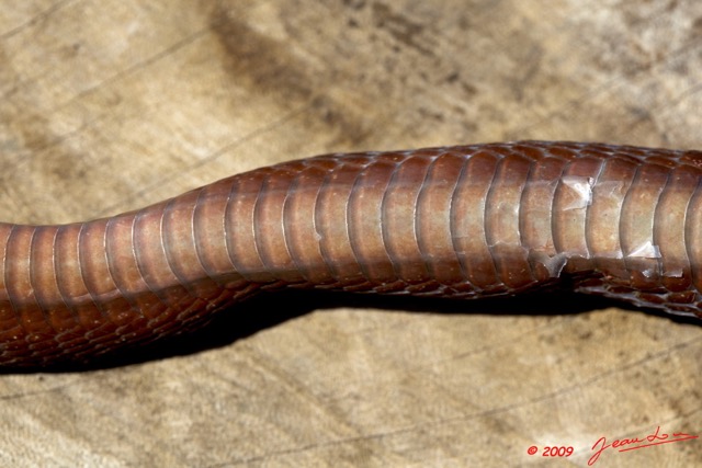039 Reptilia Squamata Colubridae Serpent 35 (Boiga) Toxicodryas blandingii 9E5K2IMG_55243wtmk.jpg