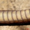 045 Reptilia Squamata Colubridae Serpent 35 (Boiga) Toxicodryas blandingii 9E5K2IMG_55258wtmk.jpg