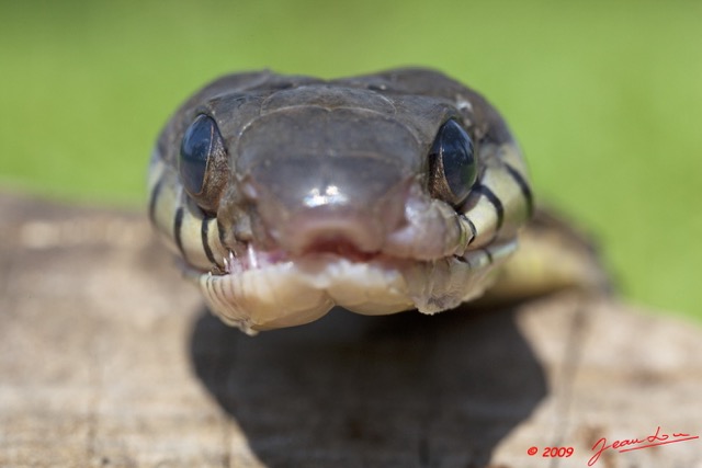 051 Reptilia Squamata Colubridae Serpent 35 (Boiga) Toxicodryas blandingii 9E5K2IMG_55281wtmk.jpg