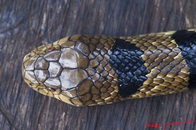 065 Reptilia Squamata Elapidae KONGOU 2 Serpent 39 Cobra (Naja) Boulengerina annulata 10E5K2IMG_60084wtmk.jpg