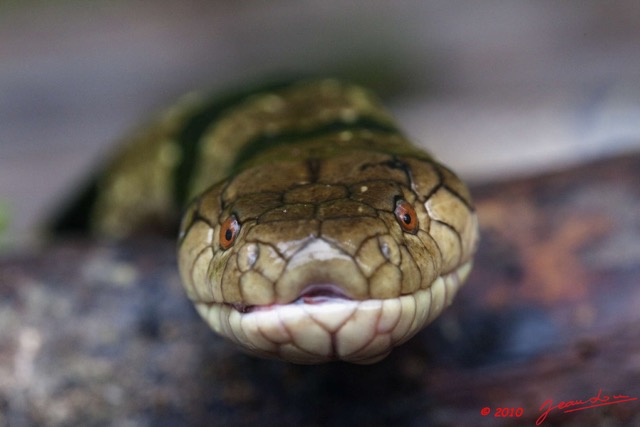 068 Reptilia Squamata Elapidae KONGOU 2 Serpent 39 Cobra (Naja) Boulengerina annulata 10E5K2IMG_60096wtmk.jpg