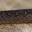 073 Reptilia Squamata Colubridae Natricteres fuliginoides Serpent 40 10E5K2IMG_60683wtmk.jpg