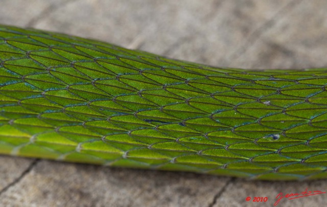 083 Reptilia Squamata Colubridae Serpent 38 Hapsidophrys smaragdina 10E5K2IMG_64197awtmk.jpg