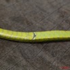 085 Reptilia Squamata Colubridae Serpent 38 Hapsidophrys smaragdina 10E5K2IMG_64199wtmk.jpg