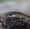 088 Reptilia Squamata Colubridae Serpent 41 Psammophis phillipsii 10E5K2IMG_64328wtmk.jpg