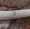 090 Reptilia Squamata Colubridae Serpent 41 Psammophis phillipsii 10E5K2IMG_64334wtmk.jpg