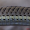 091 Reptilia Squamata Colubridae Serpent 41 Psammophis phillipsii 10E5K2IMG_64336wtmk.jpg