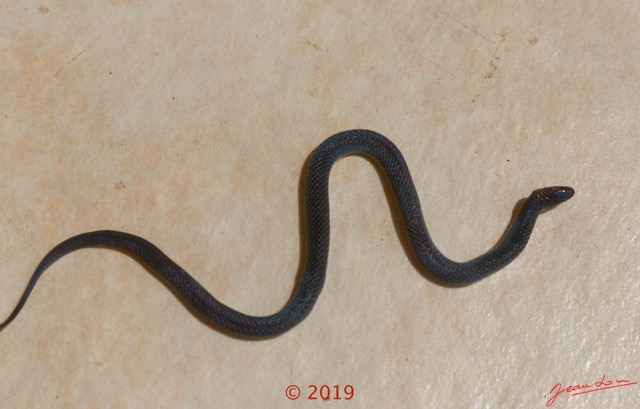 0001 Serpent 038 Reptilia Squamata Lamprophiidae Aparallactus modestus 18E5K3181213139598_DxOwtmk 150k.jpg