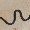 0001 Serpent 038 Reptilia Squamata Lamprophiidae Aparallactus modestus 18E5K3181213139598_DxOwtmk 150k.jpg