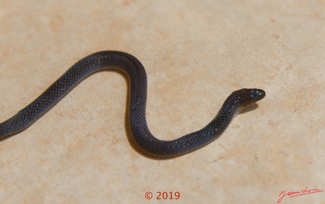 0002 Serpent 038 Reptilia Squamata Lamprophiidae Aparallactus modestus 18E5K3181213139600_DxOwtmk 150k.jpg