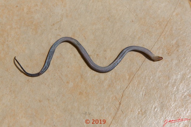 0008 Serpent 038 Reptilia Squamata Lamprophiidae Aparallactus modestus 18E5K3181213139612_DxOwtmk 150k.jpg