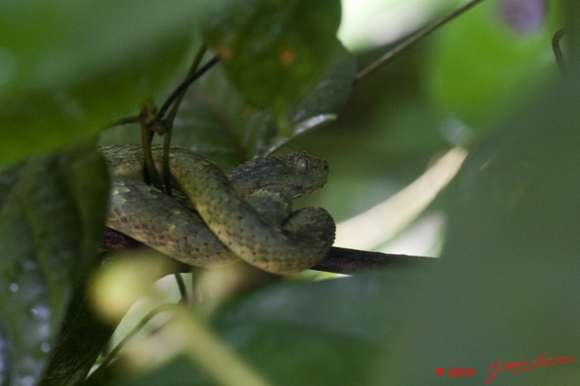 002 Reptilia Squamata Viperidae WINGOMBE Serpent 37 Atheris squamigera 9E5K2IMG_56532awtmk.jpg