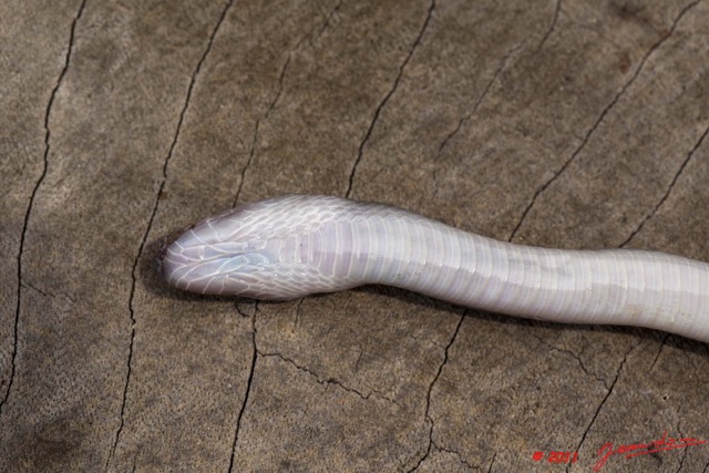 022 Reptilia Squamata Colubridae Serpent 44 Lamprophis fuliginosus 11E5K2IMG_66598wtmk.jpg