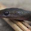 023 Reptilia Squamata Colubridae Serpent 44 Lamprophis fuliginosus 11E5K2IMG_66603wtmk.jpg