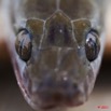 025 Reptilia Squamata Colubridae Serpent 44 Lamprophis fuliginosus 11E5K2IMG_66616wtmk.jpg
