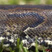 032 Reptilia Squamata Boidae Serpent 45 Python sebae 11E5K2IMG_69250wtmk.jpg
