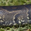 037 Reptilia Squamata Boidae Serpent 45 Python sebae 11E5K2IMG_69280wtmk.jpg