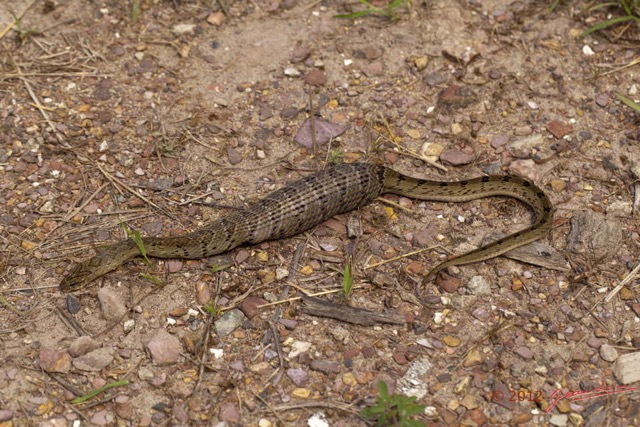 048 Reptilia Squamata Viperidae Serpent 47 Causus maculatus Digestion 12E5K2IMG_76670wtmk.jpg