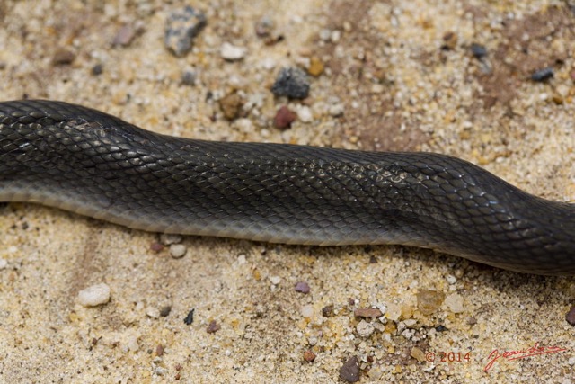 054 Reptilia Squamata Colubridae Serpent 49 Boaedon (Lamprophis) Fuliginosus 14E5K3IMG_96067wtmk.jpg
