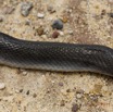 054 Reptilia Squamata Colubridae Serpent 49 Boaedon (Lamprophis) Fuliginosus 14E5K3IMG_96067wtmk.jpg