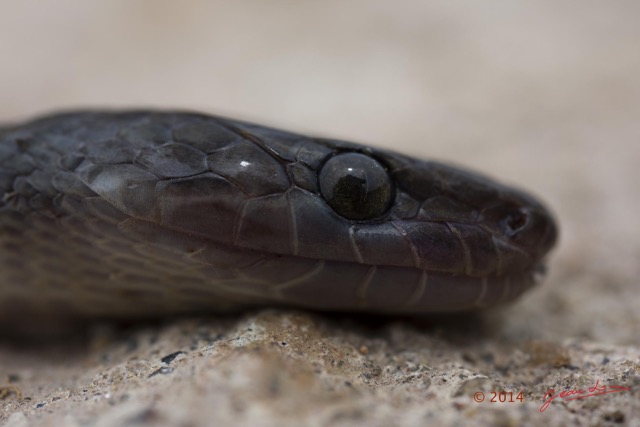 057 Reptilia Squamata Colubridae Serpent 49 Boaedon (Lamprophis) Fuliginosus 14E5K3IMG_96085wtmk.jpg