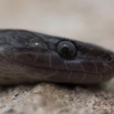 057 Reptilia Squamata Colubridae Serpent 49 Boaedon (Lamprophis) Fuliginosus 14E5K3IMG_96085wtmk.jpg
