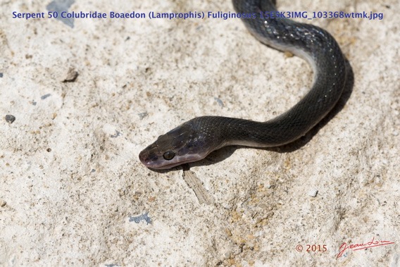 065 Reptilia Squamata Colubridae Serpent 50 Boaedon (Lamprophis) Fuliginosus 15E5K3IMG_103368wtmk.jpg