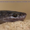 068 Reptilia Squamata Colubridae Serpent 50 Boaedon (Lamprophis) Fuliginosus 15E5K3IMG_103381wtmk.jpg