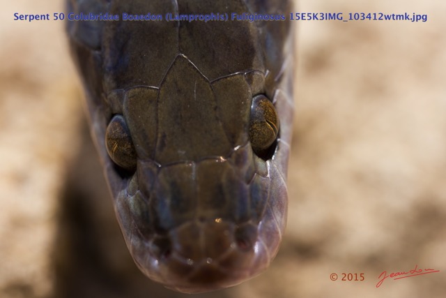 071 Reptilia Squamata Colubridae Serpent 50 Boaedon (Lamprophis) Fuliginosus 15E5K3IMG_103412wtmk.jpg