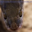 071 Reptilia Squamata Colubridae Serpent 50 Boaedon (Lamprophis) Fuliginosus 15E5K3IMG_103412wtmk.jpg