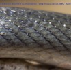 072 Reptilia Squamata Colubridae Serpent 50 Boaedon (Lamprophis) Fuliginosus 15E5K3IMG_103418wtmk.jpg