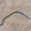 098 Serpent 31 Reptilia Squamata Colubridae Thrasops flavigularis Franceville 17RX104DSC_101644_DxOawtmk.jpg