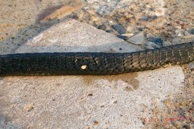 105 Serpent 31 Reptilia Squamata Colubridae Thrasops flavigularis Franceville 17RX104DSC_101661_DxOwtmk.jpg
