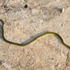 106 Serpent 32 Reptilia Squamata Colubridae Philothamnus carinatus Franceville 17E5K3IMG_123842_DxOwtmk.jpg