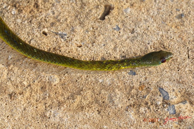 110 Serpent 32 Reptilia Squamata Colubridae Philothamnus carinatus Franceville 17E5K3IMG_123850_DxOwtmk.jpg