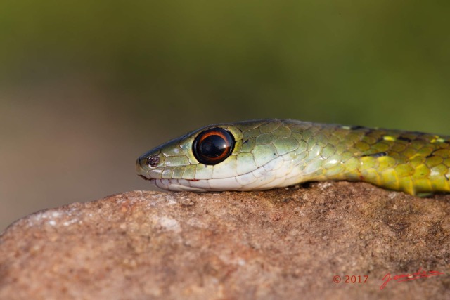 111 Serpent 32 Reptilia Squamata Colubridae Philothamnus carinatus Franceville 17E5K3IMG_123852_DxOwtmk.jpg