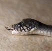 116 Serpent 33 Reptilia Squamata Colubridae Natriciteres olivacea 17E5K3IMG_123881wtmk.jpg