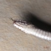 117 Serpent 33 Reptilia Squamata Colubridae Natriciteres olivacea 17E5K3IMG_123883wtmk.jpg