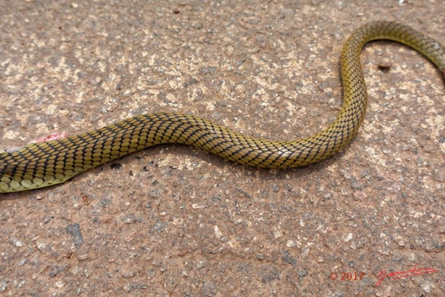 123 Serpent 34 Reptilia Squamata Colubridae Psammophis mossambicus 17RX104DSC_101951_DxOwtmk.jpg