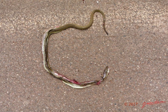125 Serpent 34 Reptilia Squamata Colubridae Psammophis mossambicus 17RX104DSC_101954_DxOwtmk.jpg