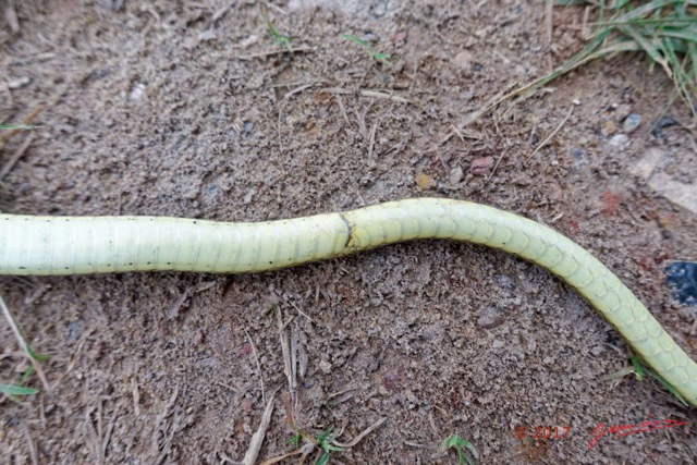 126 Serpent 35 Reptilia Squamata Colubridae Psammophis phillipsii 17RX104DSC_102021_DxOwtmk.jpg