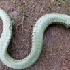 127 Serpent 35 Reptilia Squamata Colubridae Psammophis phillipsii 17RX104DSC_102022_DxOawtmk.jpg