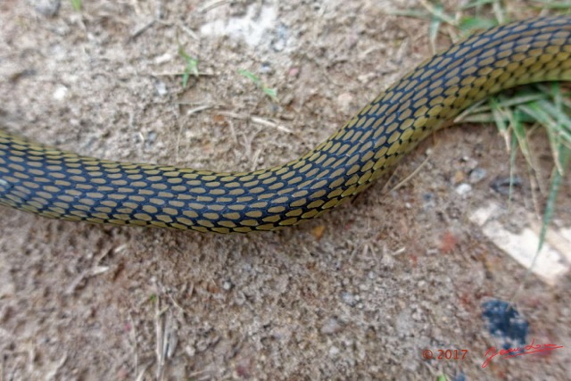 128 Serpent 35 Reptilia Squamata Colubridae Psammophis phillipsii 17RX104DSC_102023_DxOwtmk.jpg