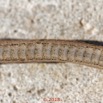 140 Serpent 36 Reptilia Squamata Colubridae Toxicodryas pulverulenta 18E5K3IMG_180222126326_DxOwtmk.jpg