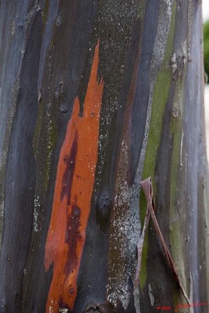 083 Arbre Eucalyptus deglupta 10E5K2IMG_64141wtmk.jpg