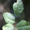 027 DJOUMOU 5 Arbre Salpindales Rutaceae Olon Zanthoxylum heitzii Feuille 16E5K3IMG_119393wtmk.jpg