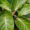 048 Arbuste Gentianales Rubiaceae Nauclea latifolia - Sarcocephalus latifolius Franceville 17E5K3IMG_171213126169_DxOwtmk.jpg
