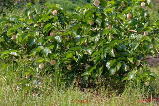 049 Arbuste Gentianales Rubiaceae Nauclea latifolia - Sarcocephalus latifolius Franceville 17E5K3IMG_171213126170_DxOwtmk.jpg